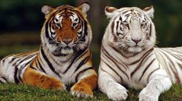 White & Yellow Tiger