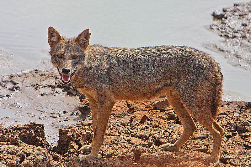 Jackal Attacked in Mauganj