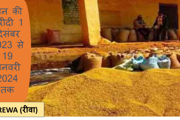 Paddy procurement in Rewa dhan kee khareedi 1 December to 19 January