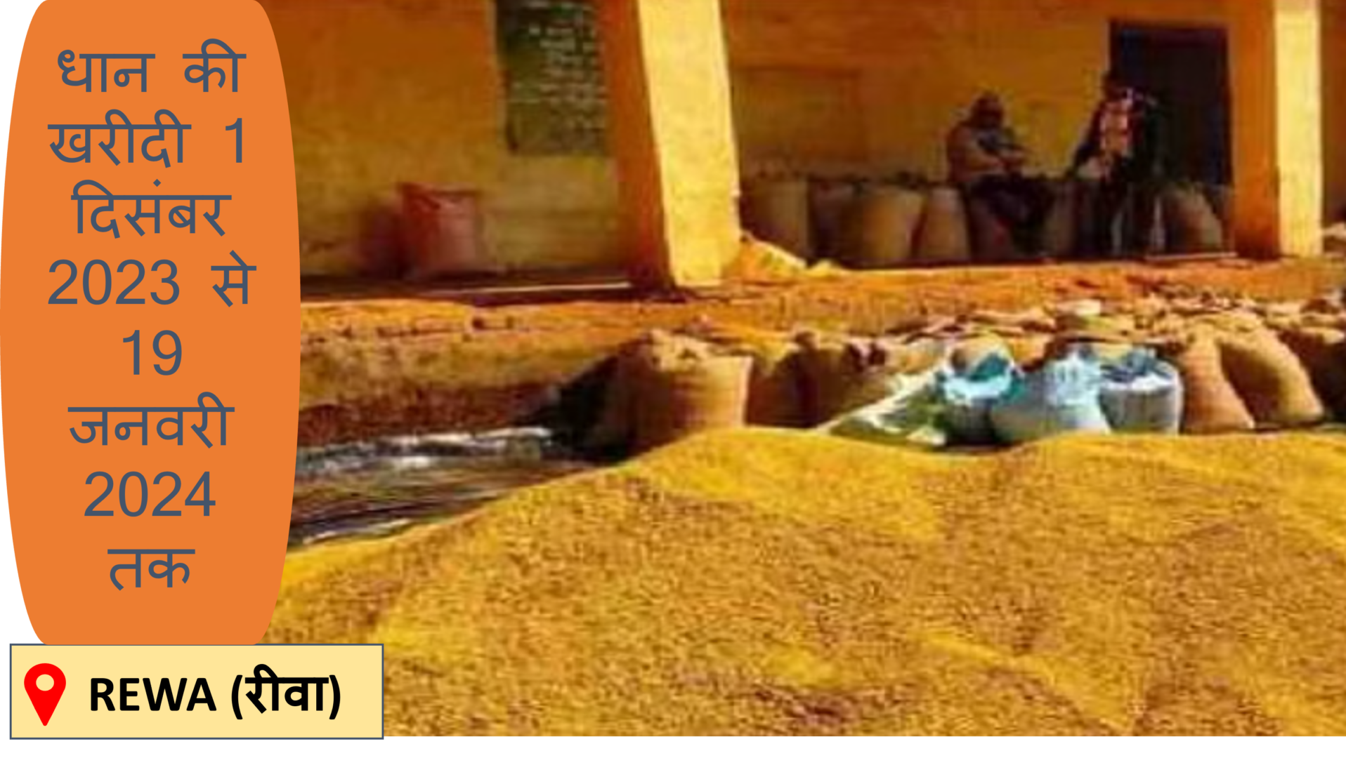 Paddy procurement in Rewa dhan kee khareedi 1 December to 19 January