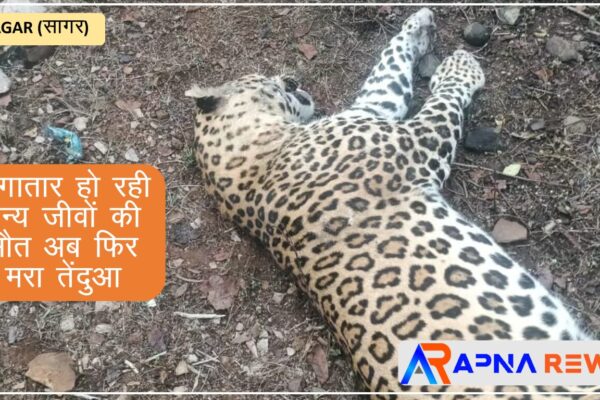 Leopard (tendua) died in night during road crossing in sagar Jabalpur Road News