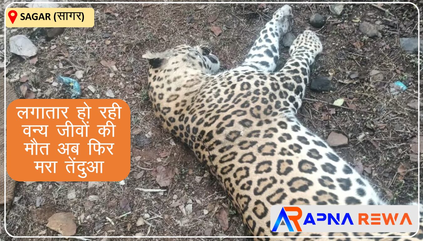 Leopard (tendua) died in night during road crossing in sagar Jabalpur Road News